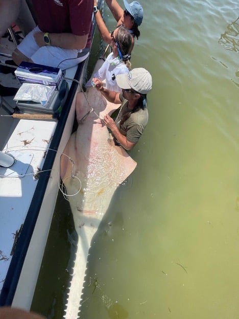 13-foot-sawfish