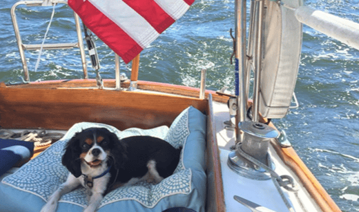 5 Tips for Boating with Your Dog-1-1