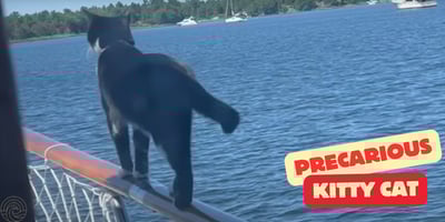 Boomershines Rouge Kitty