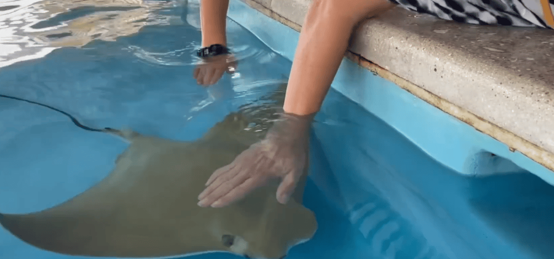 Boomershines-Petting Rays and Coddling Boat Breakers-1