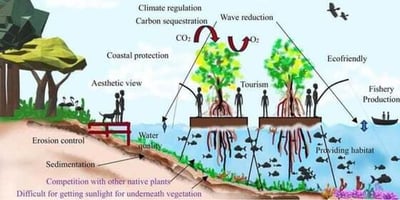 Mangrove aids in shore retention