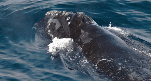 In Search of More Right Whales-1