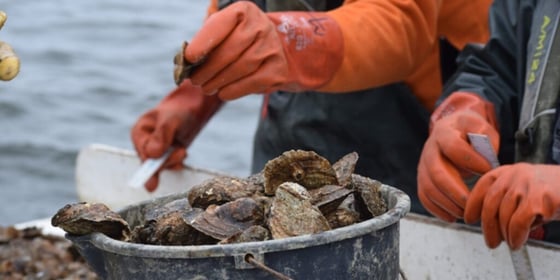 Oysters in the Chesapeake
