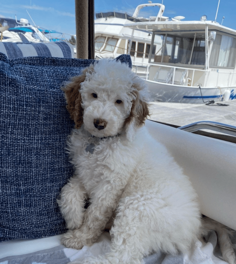 Screen Shot 2022-10-04 at 12.07.03 PM