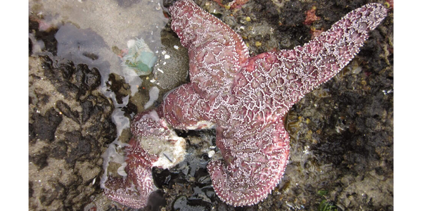 SeaStar wasting disease