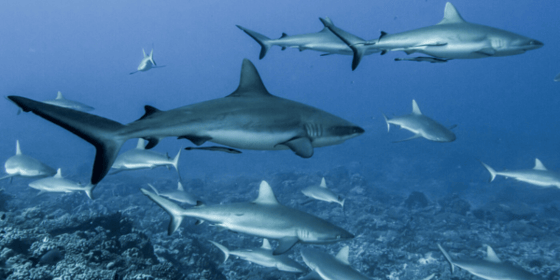 Sharks in Fakaravas Pass