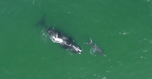 Technology Can Protect Whales—and Recreational Boating