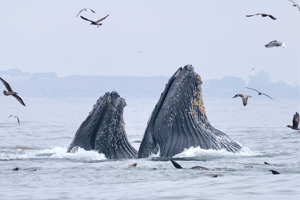 You just cant enjoy this type of experience from land. BoatTEST memeber whale watching in Monterey Bay