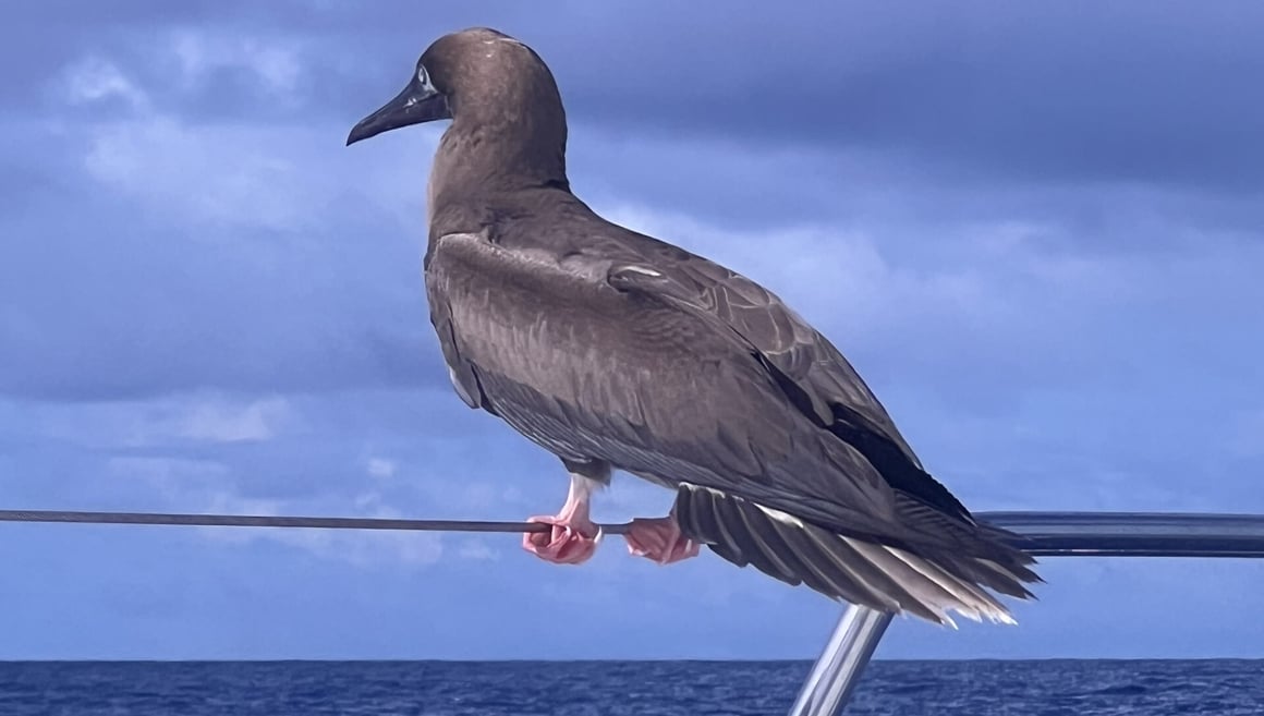 n a Leopard 44 in the Indian Ocean between Kilifi Kenya and the Seychelles.......March 2024 Sebastian Tham